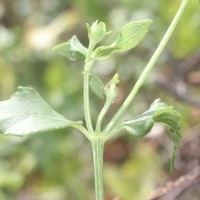 Wollastonia biflora (L.) DC.